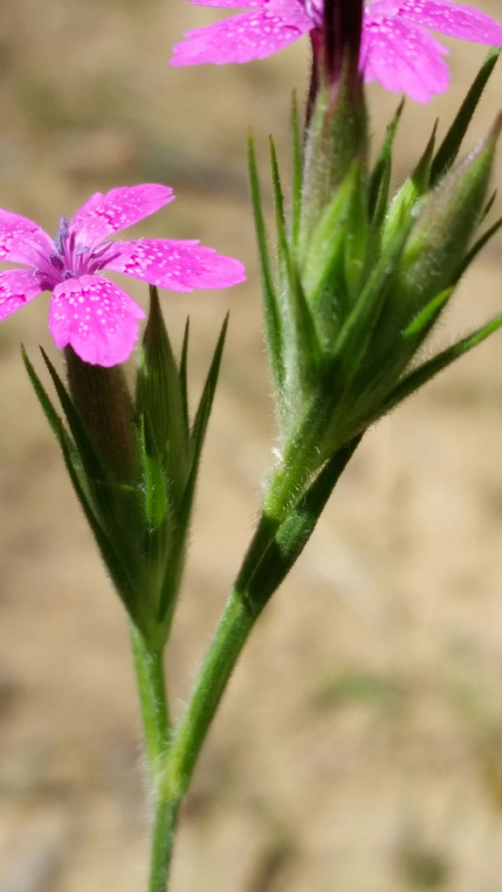 Dianthus armeria